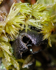 Pseudoplectania nigrella