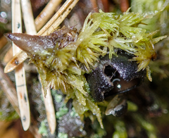 Pseudoplectania nigrella