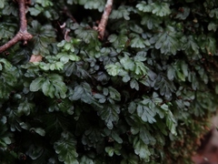 Hymenophyllum minimum