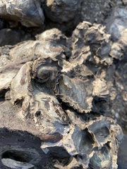 Saccostrea cuccullata