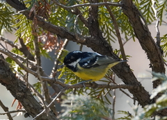 Periparus venustulus