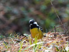 Periparus venustulus