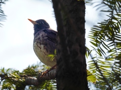 Turdus cardis