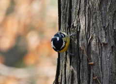 Periparus venustulus