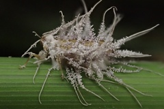 Hirsutella citriformis
