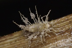 Hirsutella citriformis