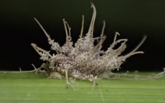 Hirsutella citriformis
