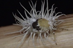 Hirsutella citriformis