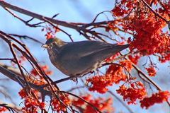 Turdus merula