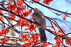 Turdus merula