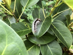 Lepidoptera