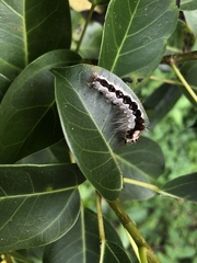 Lepidoptera