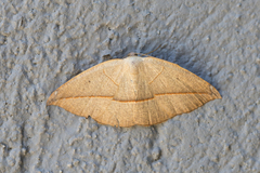 Geometridae
