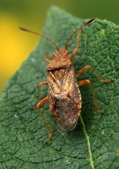 Rhopalus maculatus