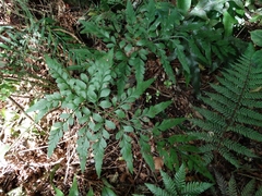 Asplenium lyallii
