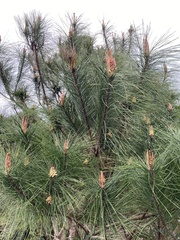 Pinus