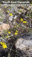 Physaria tenella