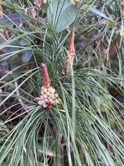 Pinus
