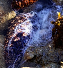 Holothuria sanctori