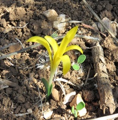 Sternbergia colchiciflora
