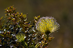 Paepalanthus