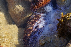 Holothuria sanctori