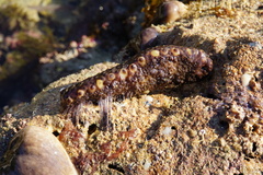 Holothuria sanctori