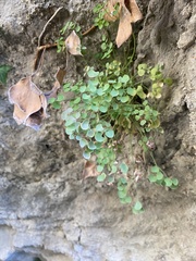 Sarcocapnos enneaphylla