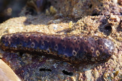 Holothuria sanctori