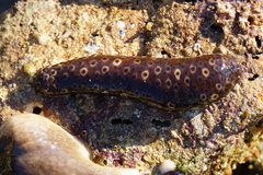 Holothuria sanctori