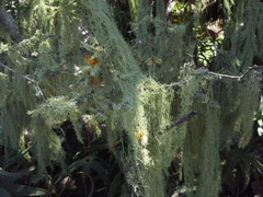 Usnea barbata