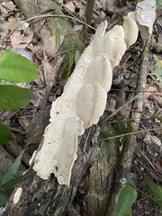 Earliella