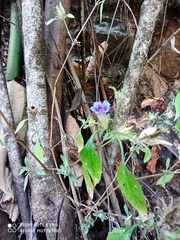 Strobilanthes pavala