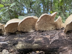 Earliella