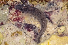 Salaria pavo