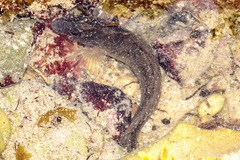 Salaria pavo