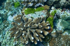 Pocillopora grandis