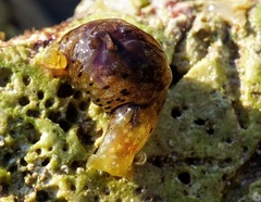 Aplysia punctata