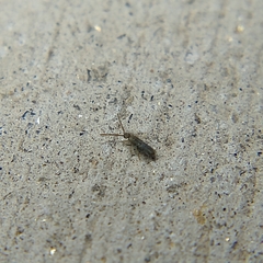 Entomobryinae