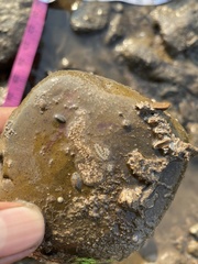 Botryllus schlosseri