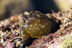 Aplysia punctata
