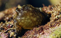 Aplysia punctata