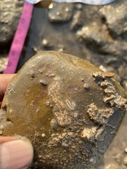 Botryllus schlosseri