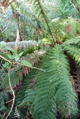 Dicksonia fibrosa