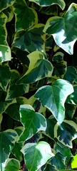 Hedera algeriensis