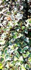 Hedera algeriensis