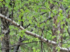 Betula platyphylla