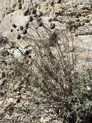 Santolina chamaecyparissus