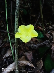 Camonea vitifolia
