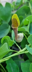 Aristolochia argentina